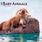 BrownTrout; Baby Animals | 2027 12 x 24 Inch (Hanging) Monthly Square Wall Calendar | Plastic-Free; Category:Wall Calendars; Image:2
